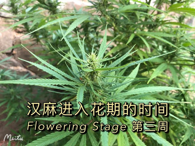 Hemp Master 汉麻大师 Litetube Hemp Master 汉麻大师 Litetube