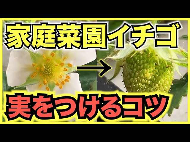 いちごの人工授粉のやり方とコツ 受粉の注意点をプロが解説 Litetube いちごの人工授粉のやり方とコツ 受粉の注意点をプロが解説 Litetube
