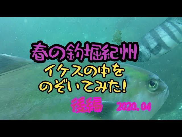 春の釣堀紀州に行ってみた Litetube