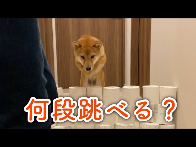 豆柴姉弟のわんちゅーるcmが出来ました Litetube