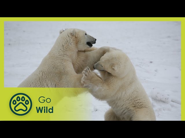 Living with Polar Bears - The Secrets of Nature