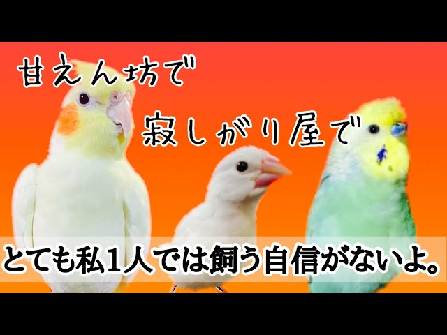 飼いやすい鳥 可愛い鳥 楽しい鳥 セキセイインコ オカメインコ 文鳥 可愛いのは 飼いやすいのは 一緒に居て楽しいのは それぞれの鳥達の魅力と困った所 Litetube 飼いやすい鳥 可愛い鳥 楽しい鳥 セキセイインコ オカメインコ 文鳥 可愛いのは 飼いやすいのは 一緒に居て楽しいのは それぞれの鳥達の魅力と困った所 Litetube