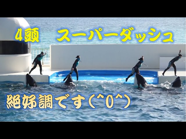 鴨川シーワールド シャチパフォーマンス 終了後の風景 21 01 02 13 00 Litetube