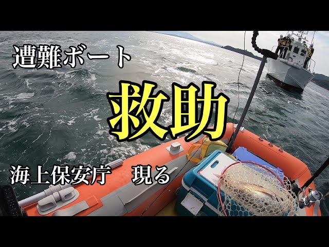 この釣りが最高に楽しい イワシの泳がせ釣りで 金田湾ボート釣り Litetube