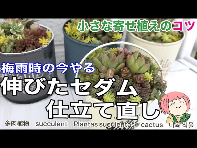 365日多肉生活 Litetube