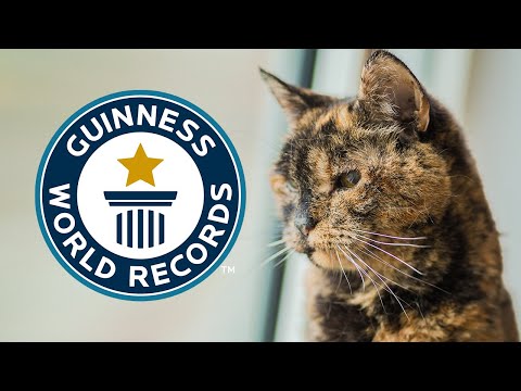 Oldest Living Cat Guinness World Records