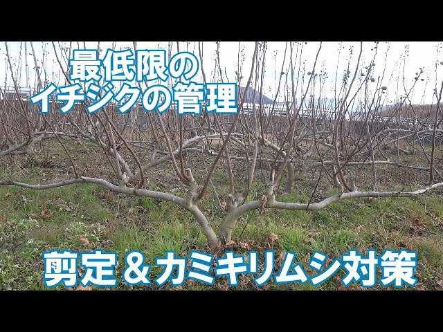 高級イチジクを自宅で簡単に育てる方法教えます 剪定 やり方 ガーデニング 初心者 育て方 Litetube