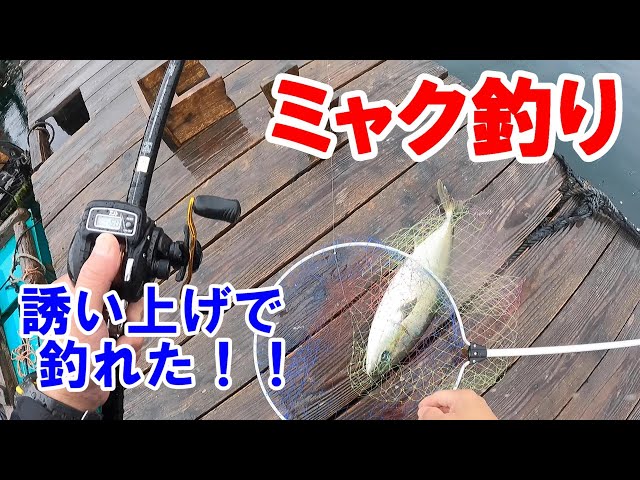 海上釣堀でミャク釣りをする 005 Litetube 海上釣堀でミャク釣りをする 005 Litetube