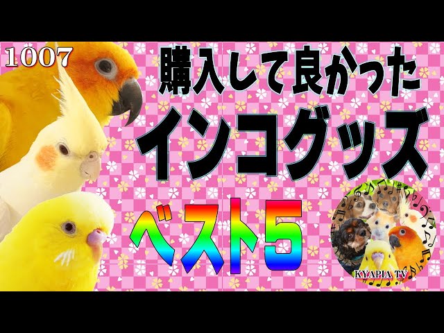 オカメインコの愛情表現はこんなにも優しくて可愛いんです 鳥との暮らし動画 Cute Cockatiel 1239 Litetube オカメインコの愛情表現はこんなにも優しくて可愛いんです 鳥との暮らし動画 Cute Cockatiel 1239 Litetube