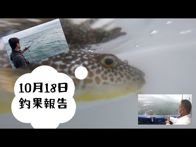 高級魚 ショウサイフグ大爆釣 釣りと料理で盛り沢山 釣りガール フグ釣り Litetube 高級魚 ショウサイフグ大爆釣 釣りと料理で盛り沢山 釣りガール フグ釣り Litetube