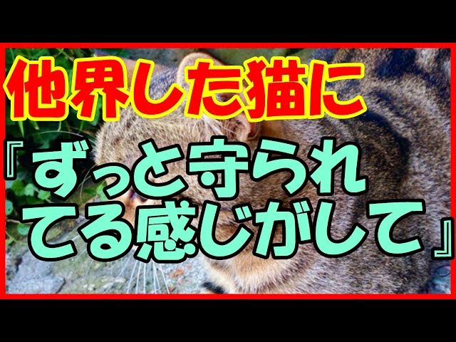 感動する話 不思議な話 嫁が亡くなり 2匹の猫の様子が 泣ける話 Litetube