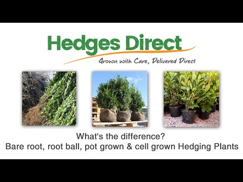 What S The Difference Bare Root Root Ball Pot Grown Cell Grown Hedging Plants