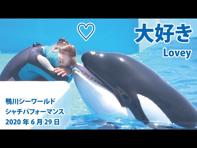 名古屋港水族館 イルカにヤキモチ焼いて飼育員に甘えるシャチのナミ Litetube