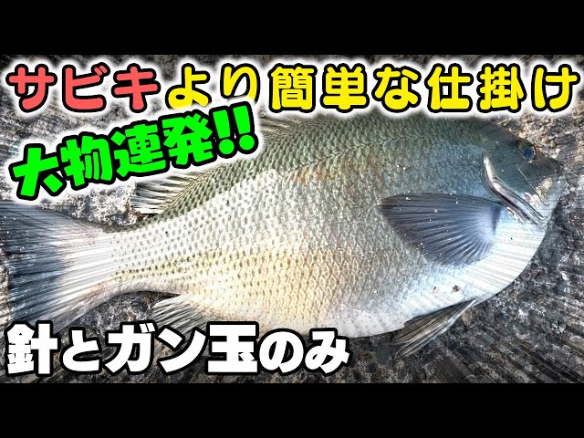 城ヶ島 ベテラン釣り師からシマアジ判定された超パワフルな魚の正体は 4 ミャク釣りでグレを狙う Litetube