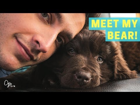 MEET MY BEAR PUPPY Health Benefits Of Having A Dog Doctor Mike