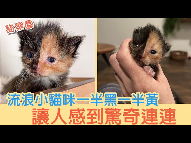 流浪小貓咪一半黑一半黃讓人感到驚奇連連 Litetube 流浪小貓咪一半黑一半黃讓人感到驚奇連連 Litetube