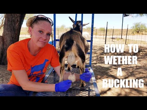HOW TO WETHER A BUCKLING
