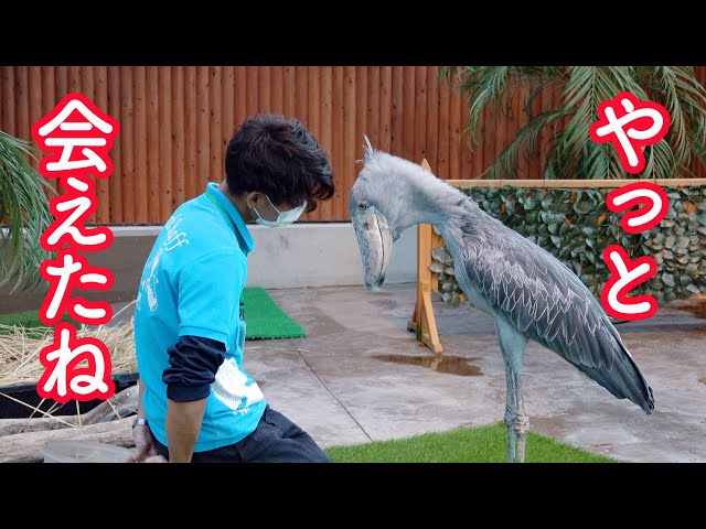 最終回 冬のふたば 大好きな飼育員さんとふたばちゃんのある日の夕方 最後まで必見 Final Episode Winter Futaba 30 Shoebill Futaba 21 27 Litetube