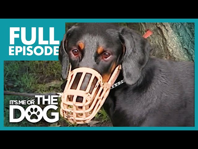 The Canine Criminal Dally Full Episode It S Me Or The Dog Litetube