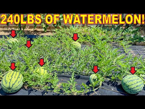 Grow 200 LBS Of Watermelon On ONE PLANT Complete Guide