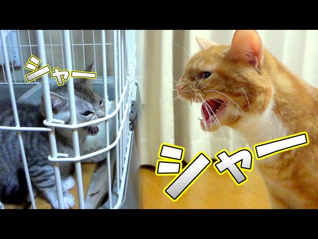 先住猫と新入り子猫がシャーッと威嚇し合って喧嘩している 猫 喧嘩 Litetube 先住猫と新入り子猫がシャーッと威嚇し合って喧嘩している 猫 喧嘩 Litetube