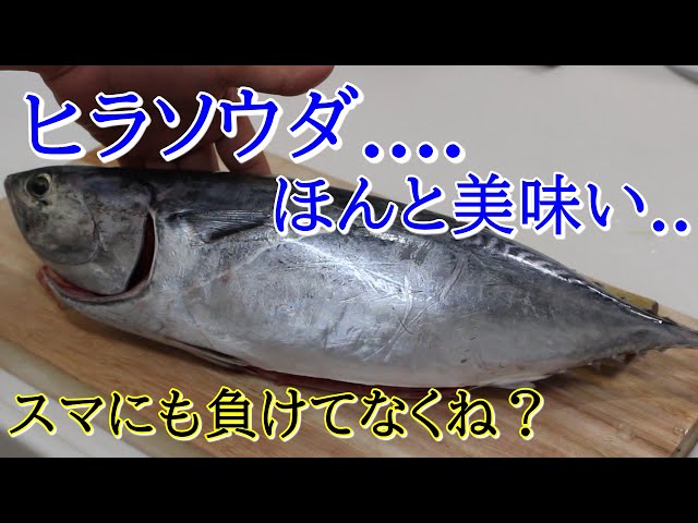 魳 カマス のさばき方と焼霜造りの刺身の作り方 Litetube