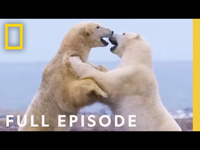 Clan of the North (Full Episode) | Kingdom of the Polar Bears