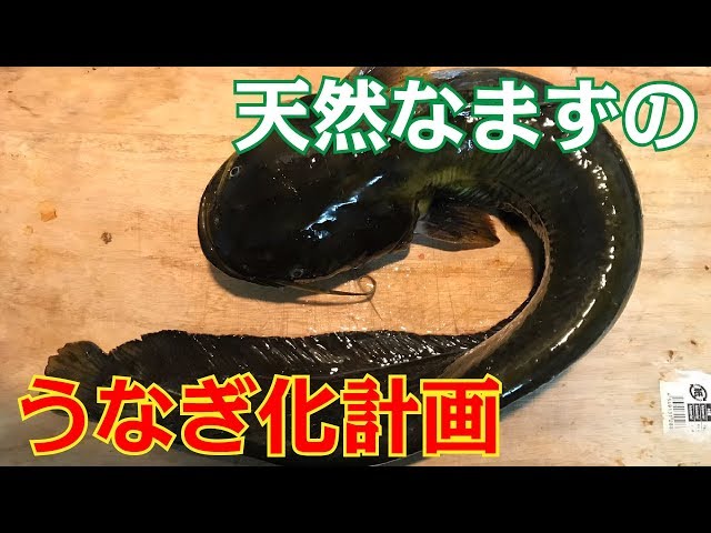 人工バチ抜けでメバルが無限に釣れた バチ撒き釣り Litetube 人工バチ抜けでメバルが無限に釣れた バチ撒き釣り Litetube