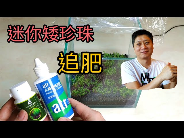 最難養前景草不用co2不長藻迷你矮珍珠100 成功it Is The Simplest Way To Breed Hemianthus Callitrichoides Cuba Without Co2 Litetube