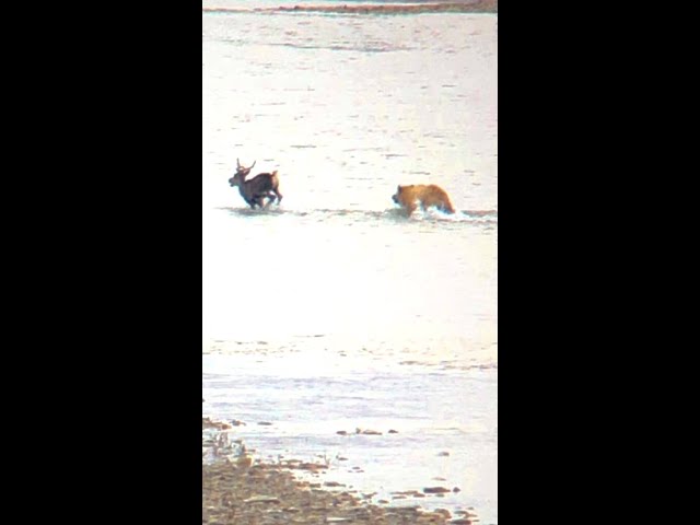Grizzly Bear Kills Caribou RAW footage *no annoying music