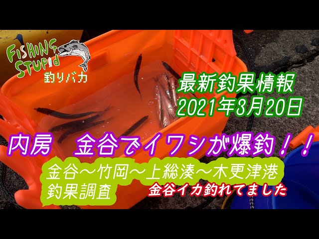 最新釣果情報 21年2月21日 駐車場も併せて確認 内房 竹岡漁港 上総湊 大貫港 下洲港 Litetube 最新釣果情報 21年2月21日 駐車場も併せて確認 内房 竹岡漁港 上総湊 大貫港 下洲港 Litetube