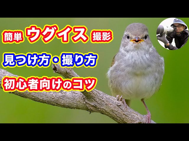 A９ 初日レビュー 50万円の実力は 良かった点と残念な点 野鳥撮影 Litetube