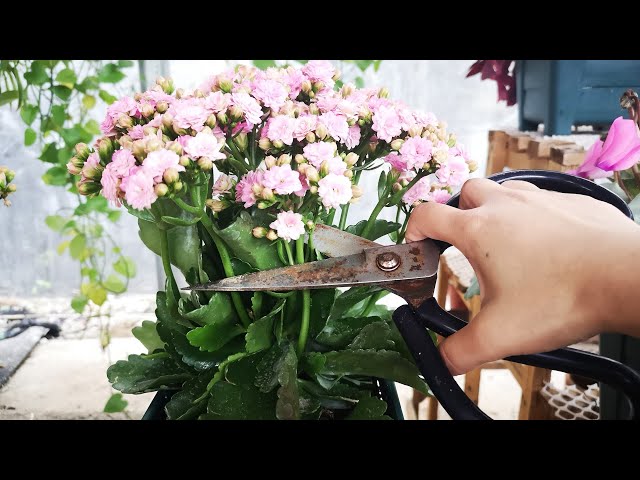 金牛贺岁year Of The Ox 逛花园买年花browsing For Cny Flowers Litetube