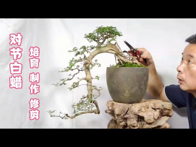 Bonsai High Pressure Cultivation Method盆栽 の高圧栽培の方法とその形成をスピードアップするためのいくつかの重要な要素盆景高壓培植方法及加快成型的幾個關鍵因素