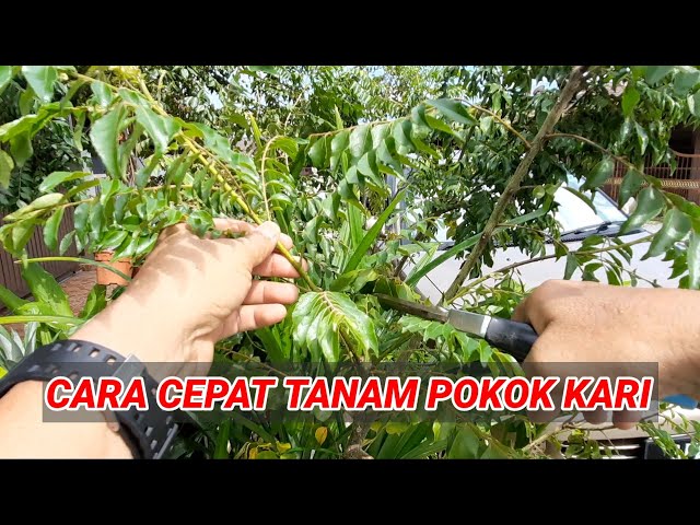How to grow Henna Mehndi Inai tree plant from stem cutting and 