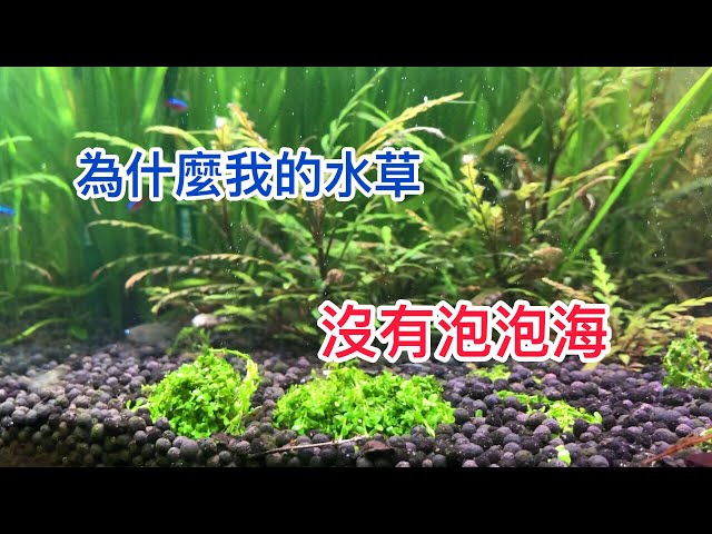 四无水草缸 第16天的状态 無co2 無過濾 無加熱 無施肥生態缸 Litetube