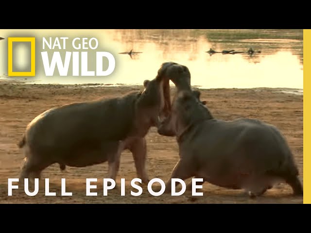 Warthogs, Hippos, Badgers (Full Episode) | Animal Fight Night