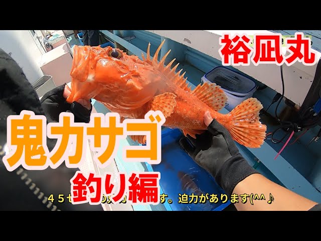 たくさん釣れる船釣りのカサゴの下処理のやり方です 21 1 22 裕凪丸オコゼ ガシラ料理編 Litetube たくさん釣れる船釣りのカサゴの下処理のやり方です 21 1 22 裕凪丸オコゼ ガシラ料理編 Litetube