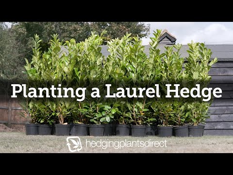How To Plant A Laurel Hedge