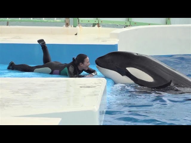 名古屋港水族館 イルカにヤキモチ焼いて飼育員に甘えるシャチのナミ Litetube 名古屋港水族館 イルカにヤキモチ焼いて飼育員に甘えるシャチのナミ Litetube