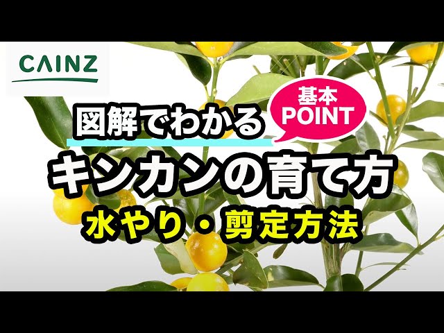 0316 ジェイグリーン キンカン剪定 Litetube 0316 ジェイグリーン キンカン剪定 Litetube