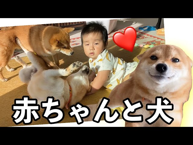 新しい芸を一瞬でマスターしちゃう天才犬 柴犬姉弟 Litetube