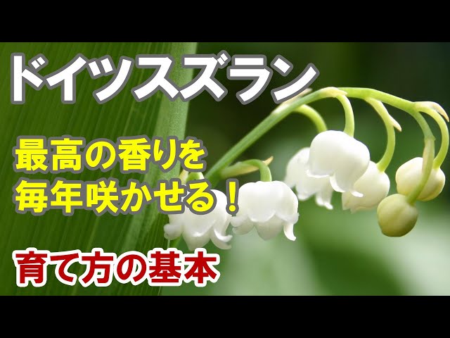 ドイツスズランの育て方 意外と簡単 植えっぱなしでも毎年咲いちゃう Litetube ドイツスズランの育て方 意外と簡単 植えっぱなしでも毎年咲いちゃう Litetube