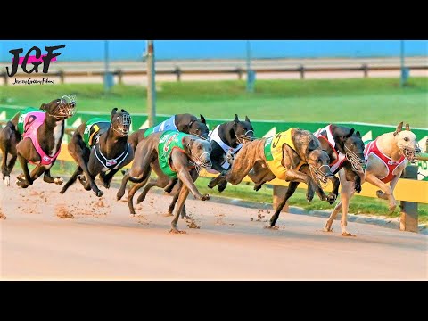 Australian Champion Greyhound Race