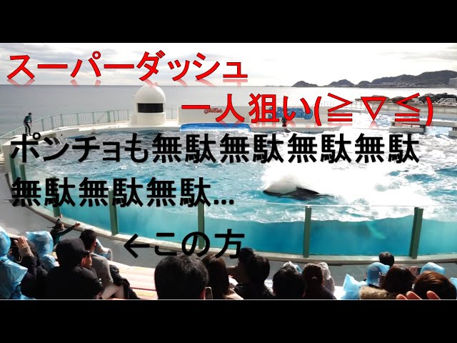 鴨川シーワールド シャチパフォーマンス 終了後の風景 21 01 02 13 00 Litetube