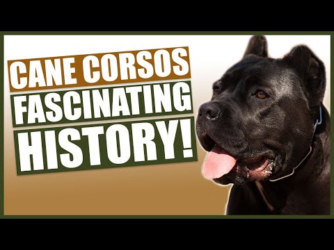 The History Of The CANE CORSO