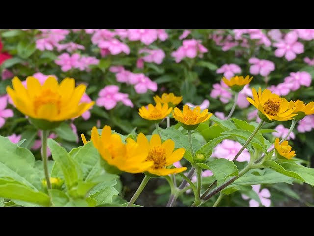 21 04 19 躑躅の花が咲く蔵川棚田の風景 愛媛県大洲市 Litetube 21 04 19 躑躅の花が咲く蔵川棚田の風景 愛媛県大洲市 Litetube