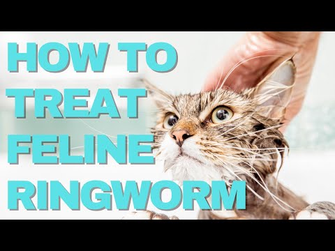 How To Treat Feline Ringworm Fast