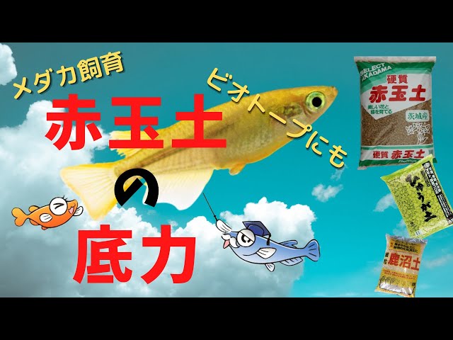 赤玉土 Litetube