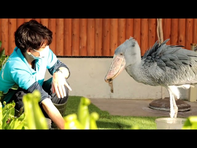 掛川花鳥園 ハシビロコウ ふたば 最愛のスタッフさん Litetube 掛川花鳥園 ハシビロコウ ふたば 最愛のスタッフさん Litetube